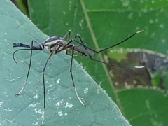 Toxorhynchites rutilus