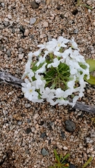 Zephyra compacta