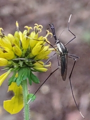 Toxorhynchites rutilus