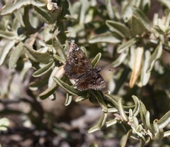 Hesperopsis alpheus