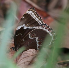 Morpho