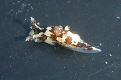 Ancula lentiginosa