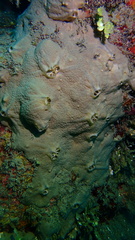 Spirastrella hartmani