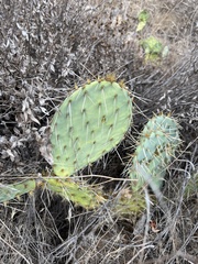 Opuntia littoralis