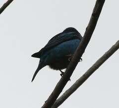 Dacnis cayana