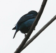 Dacnis cayana