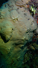 Spirastrella hartmani