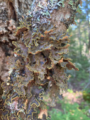 Pseudocyphellaria holarctica