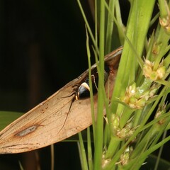 Ellipsidion