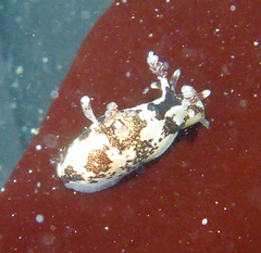 Ancula lentiginosa