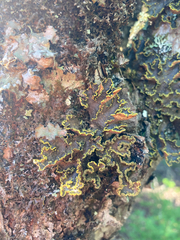 Pseudocyphellaria holarctica