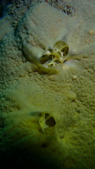 Spirastrella hartmani