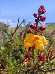Erythrostemon angulatus