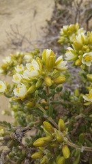 Spergularia arbuscula