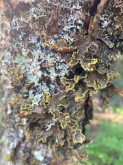 Pseudocyphellaria holarctica