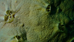 Spirastrella hartmani