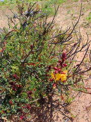 Erythrostemon angulatus