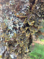 Pseudocyphellaria holarctica