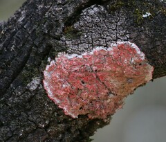 Herpothallon