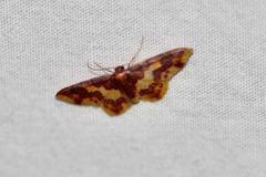 Lophosis labeculata