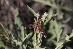 Poecilanthrax arethusa