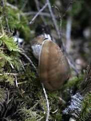 Jahnoporus hirtus