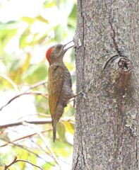 Dryobates passerinus