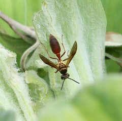 Polybia chrysothorax