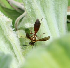 Polybia chrysothorax