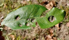 Taphrina caerulescens