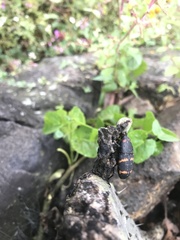 Cactophagus spinolae