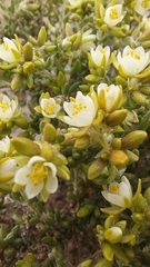 Spergularia arbuscula