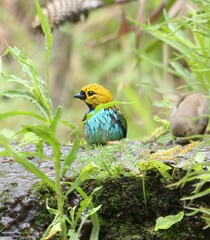Tangara cyanoventris