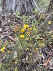 Bossiaea obcordata
