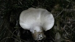 Jahnoporus hirtus