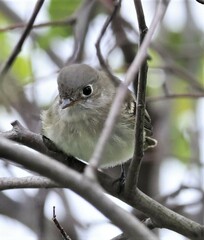 Empidonax minimus
