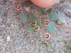 Euphorbia vizcainensis