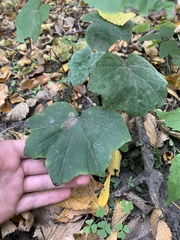 Hydrophyllum appendiculatum