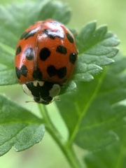 Harmonia axyridis
