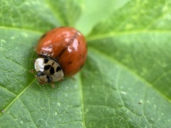 Harmonia axyridis