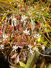 Micranthes petiolaris