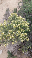 Spergularia arbuscula