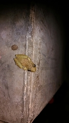 Scinax x-signatus