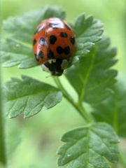 Harmonia axyridis