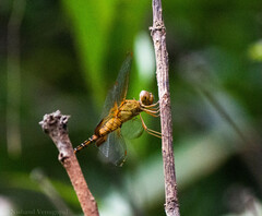 Hydrobasileus croceus
