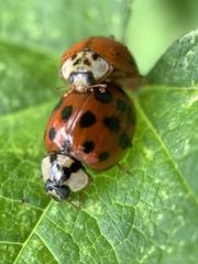 Harmonia axyridis