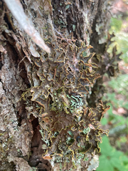 Pseudocyphellaria holarctica