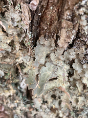 Lobarina scrobiculata