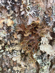 Pseudocyphellaria holarctica