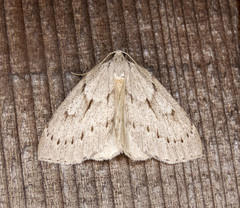 Philedia punctomacularia